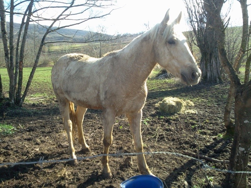 LUTSIANO dit LULU- ONC Selle né en 2004 - adopté en mars 2011 par Isaline Photo018