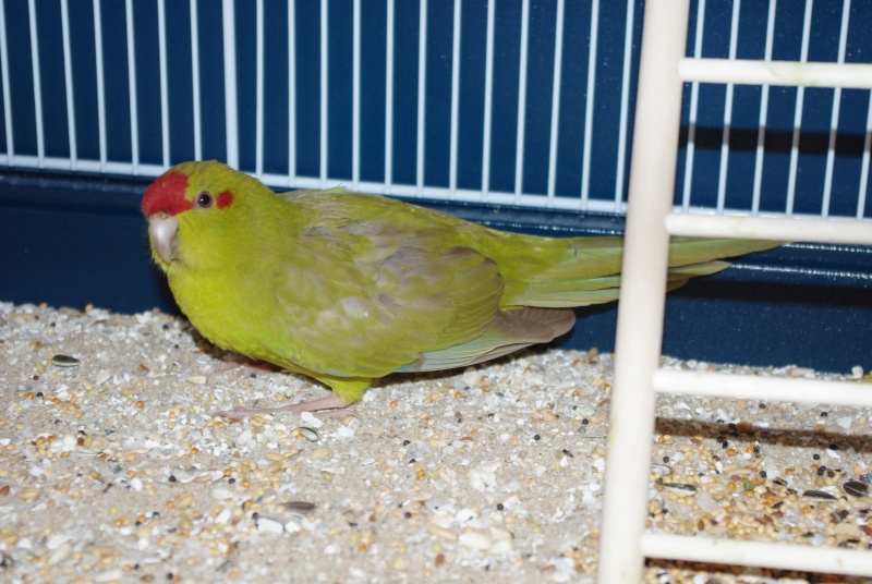 Piwi dans sa nouvelle cage avec la petite nouvelle : Zoé Imgp2511