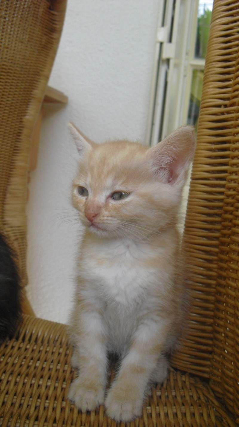 FIDJI, chaton mâle de 2 mois à adopter Cimg0311