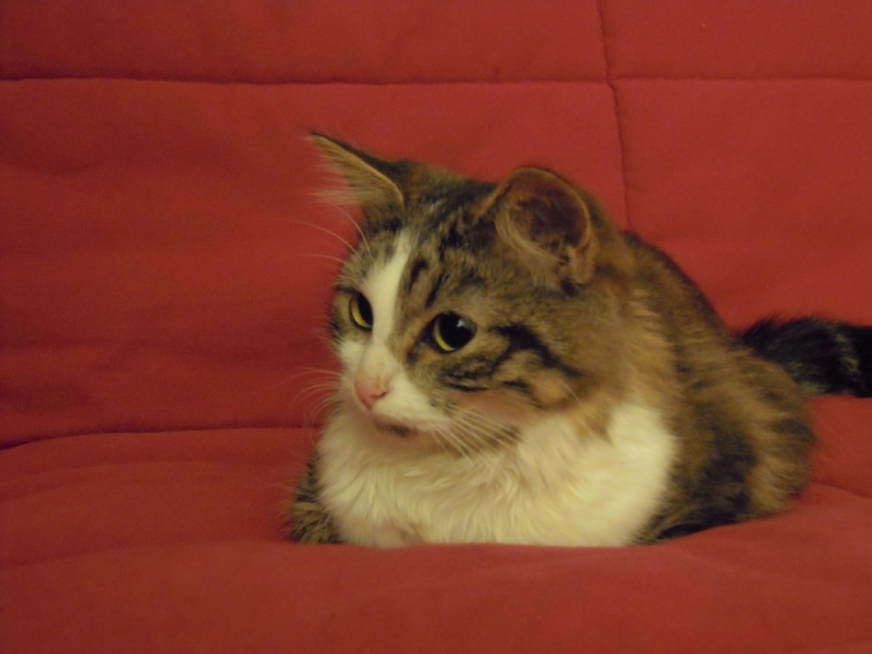 OUISTI, chatte femelle de 8 mois Dscn0813