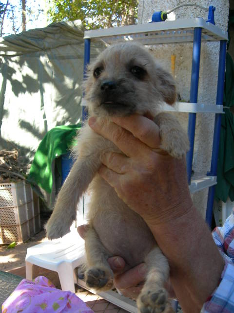 LUZ, femelle croisée shi tzu de 3 mois Luz10