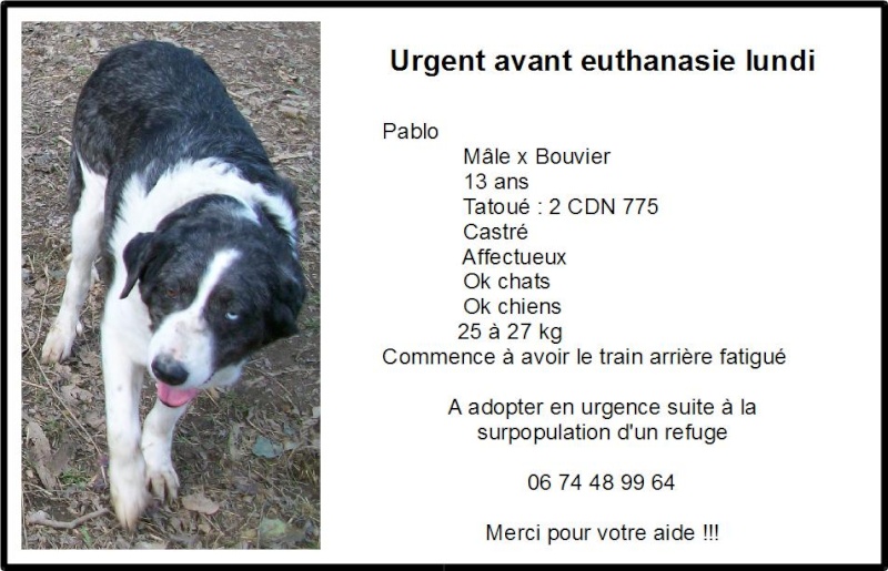 03 - 19 chiens seront euthanasiés par la DSV lundi 28/03/2011 si pas de solution Pablo10