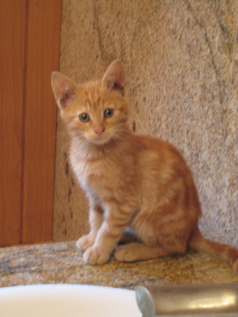 THEO, frère de FIDJI, chaton mâle de 2 mois Theo10