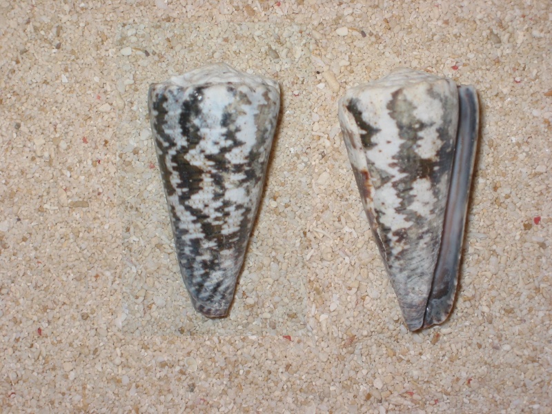 Conus (Stephanoconus) fuscatus   Born, 1778 Conus_11