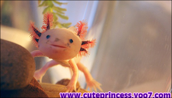 السمكة الظريفه أكسيولت ( Axolotl ) 111