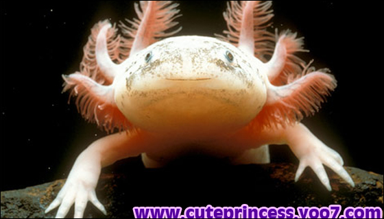 السمكة الظريفه أكسيولت ( Axolotl )  212