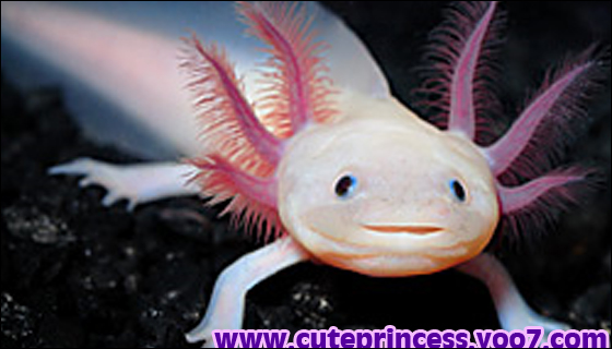 السمكة الظريفه أكسيولت ( Axolotl )  410
