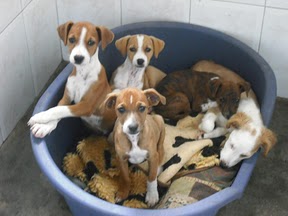 Des chiens et chiots à sauver de fourrière espagnole-très urgent Cachor10