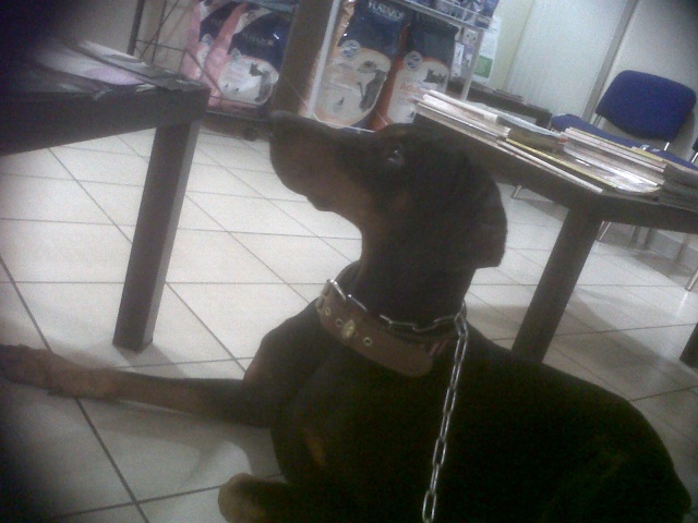 doberman male de 1 an recherche FA (mort) Eishma10