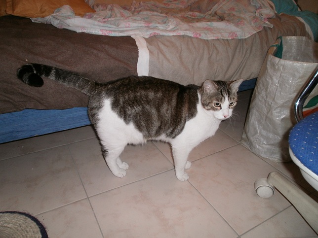 Tigrou, chat male castré de 3 ans (adopté) P1010411