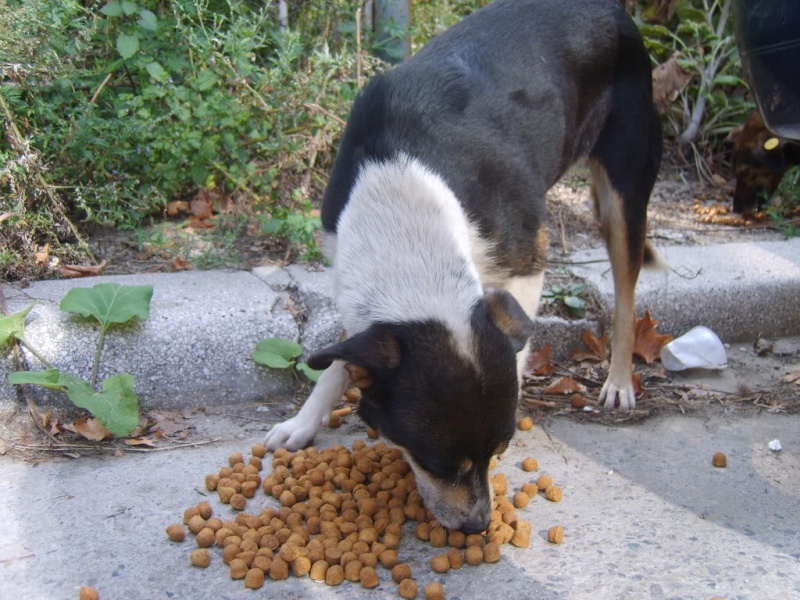 Rita, femelle croisée née en 2004 (Roumanie) adoption dans toute la France S8000012