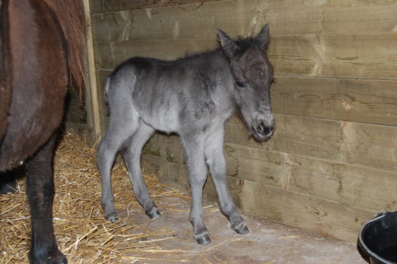 DEPT 50- Elevage du Zéphyr poneys shetland PP, naissance 2010 Ankara16