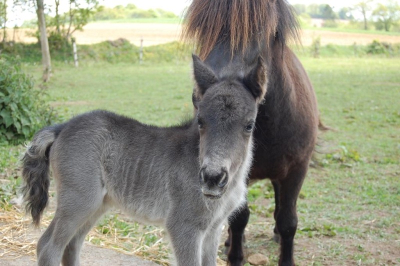 DEPT 50- Elevage du Zéphyr poneys shetland PP, naissance 2010 Ankara18