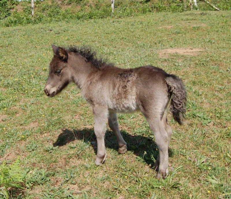 DEPT 50- Elevage du Zéphyr poneys shetland PP, naissance 2010 Ankara21