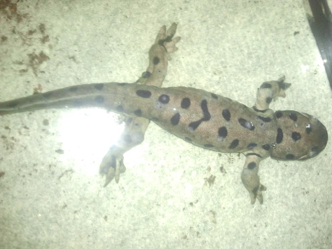 Plaques blanches sur Ambystoma tigrinum 20151212