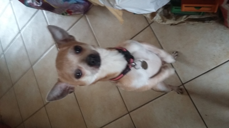 GOOGLE, croisé chihuahua crème, 4 ans 1/2 - M 20160211