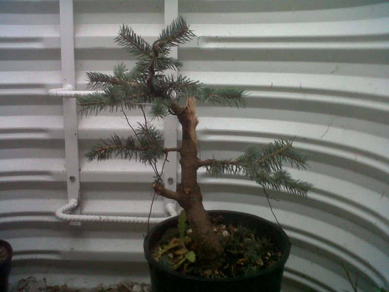 picea pungen fat albert Spruce10