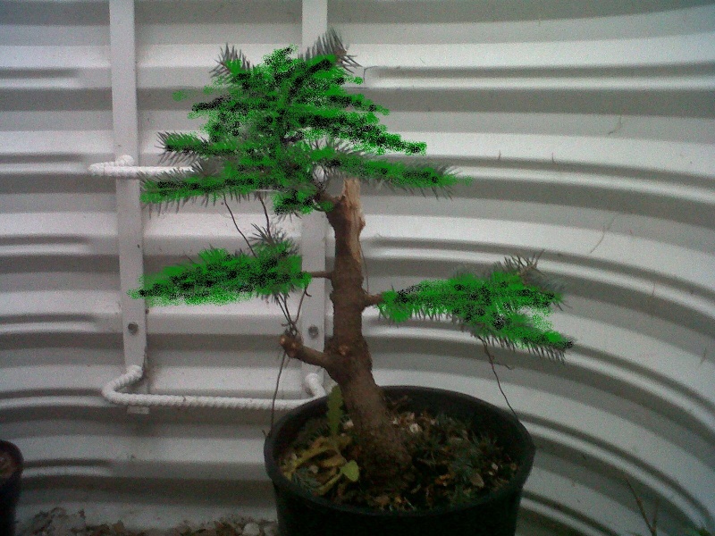 picea pungen fat albert Spruce11