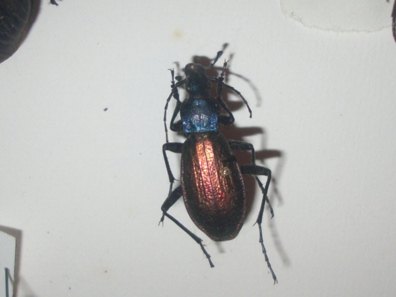 [C.(Chrysocarabus) hispanus]carabe inconnu Carabe10