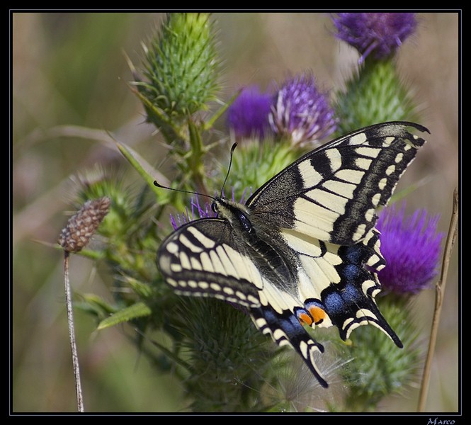 Famille des papilionidés  M_r_6011