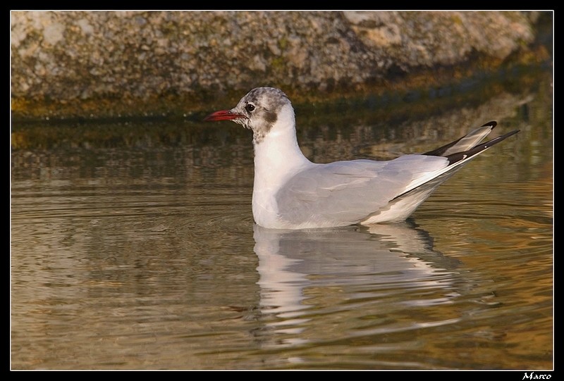 Quoi de plus beau qu’une mouette ? M_r_9011