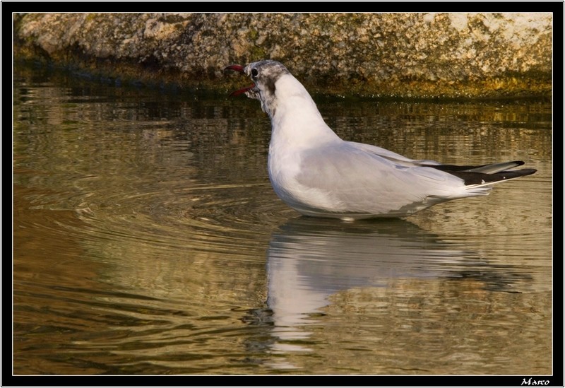 Vos gueules, les mouettes ! M_r_9016