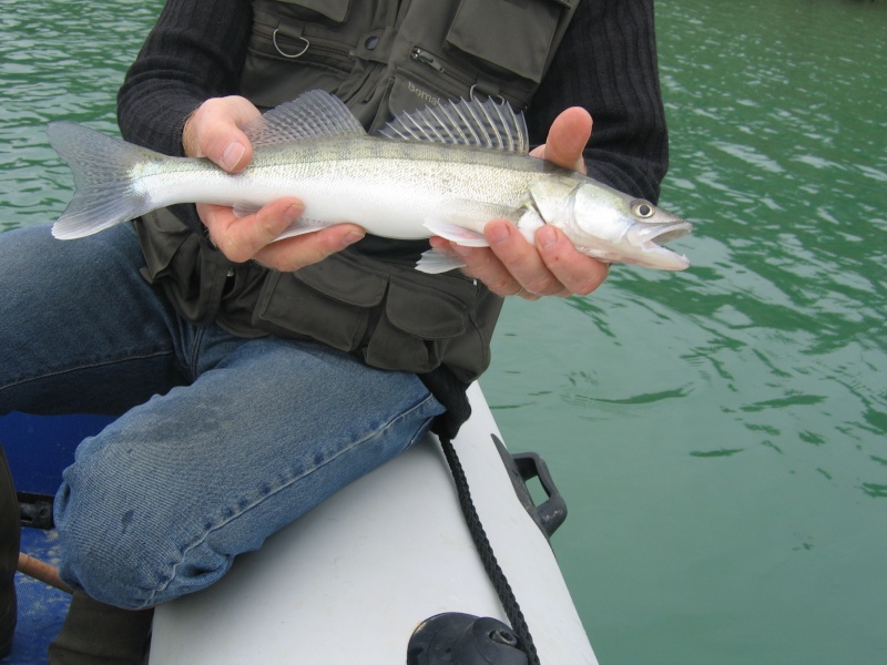 des sandres au lac de montbel Montbe18