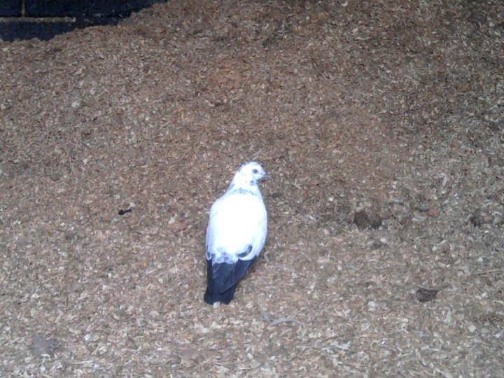 pigeon found in west midlands.. Pidge110