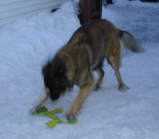 Jigel-Kaiser, ma belle Leonberg - Page 37 Doudou12