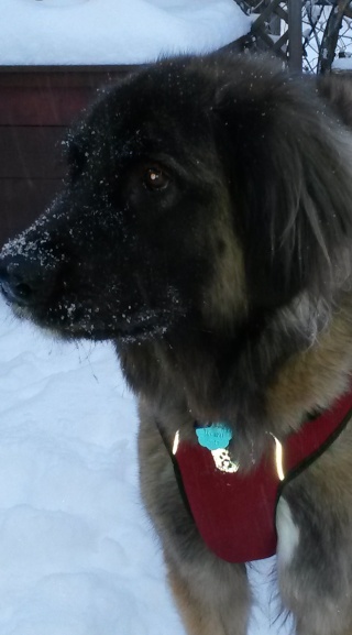 Jigel-Kaiser, ma belle Leonberg - Page 36 Neige_12