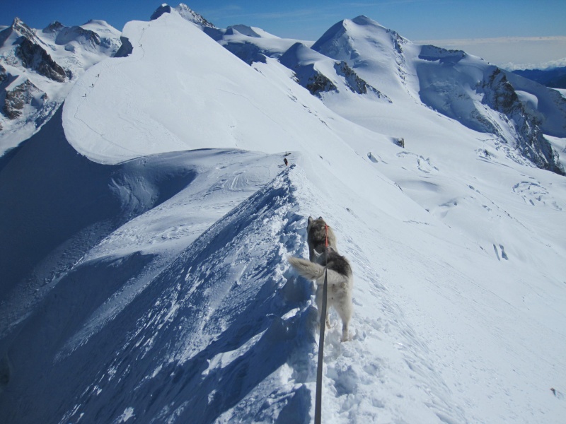 Huskies en plein effort en haute montagne 4810