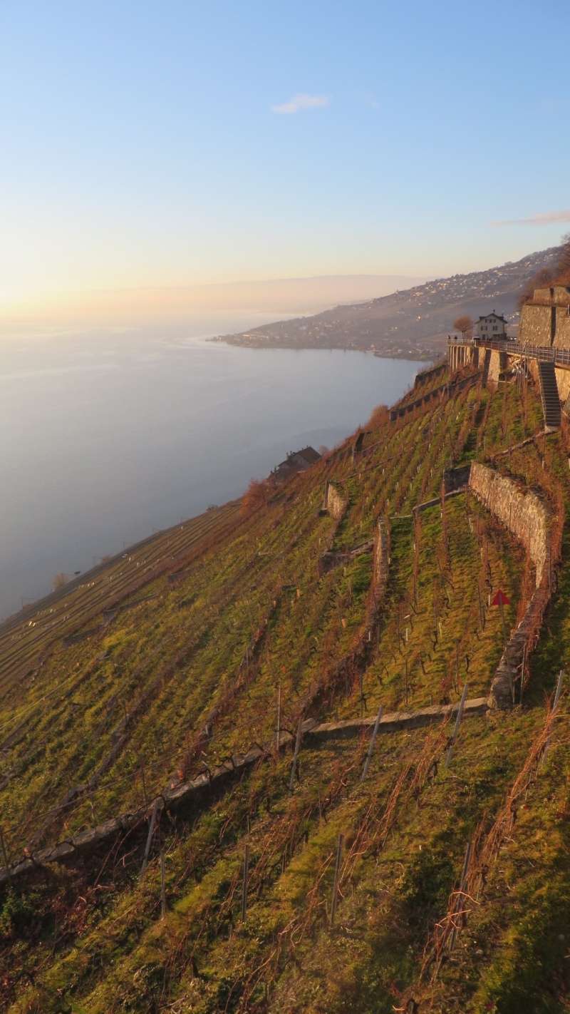 petite sortie dans les vignobles du Lavaux Img_5811