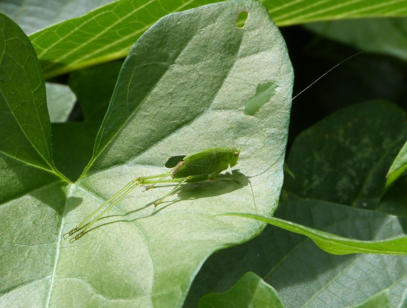 [Phaneroptera sp.] Verte du Tarn P1330113