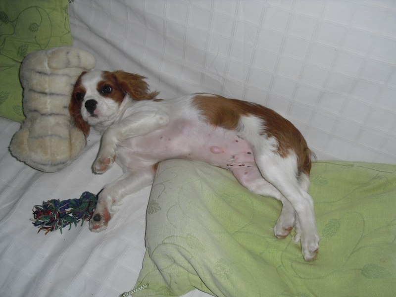 Hernie Ombilicale