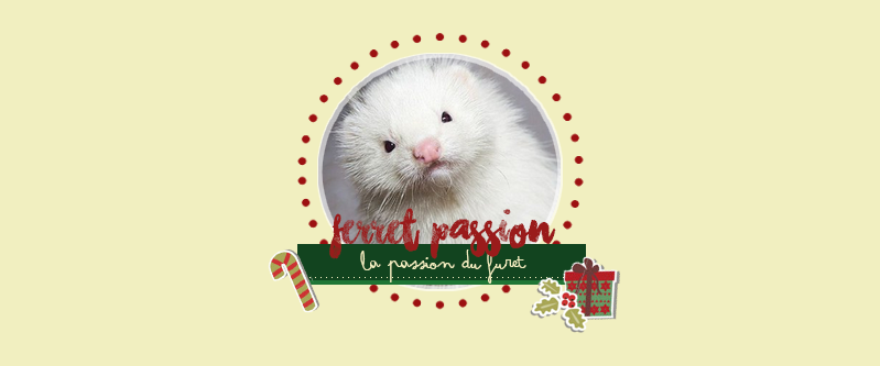 Ferret Passion - Forum consacré aux furets et aux passionnés. Noel10