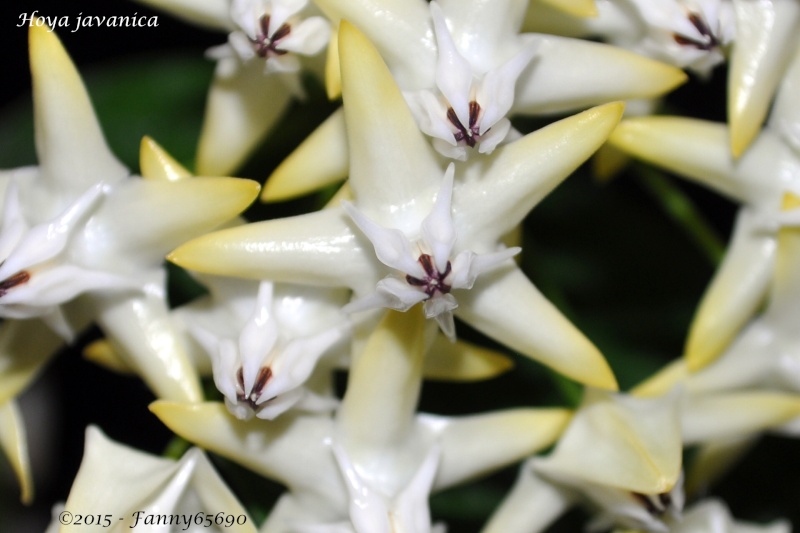 Hoya javanica Csc_0020