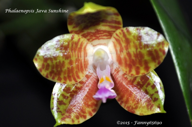 Phalaenopsis Java Sunshine Csc_0022