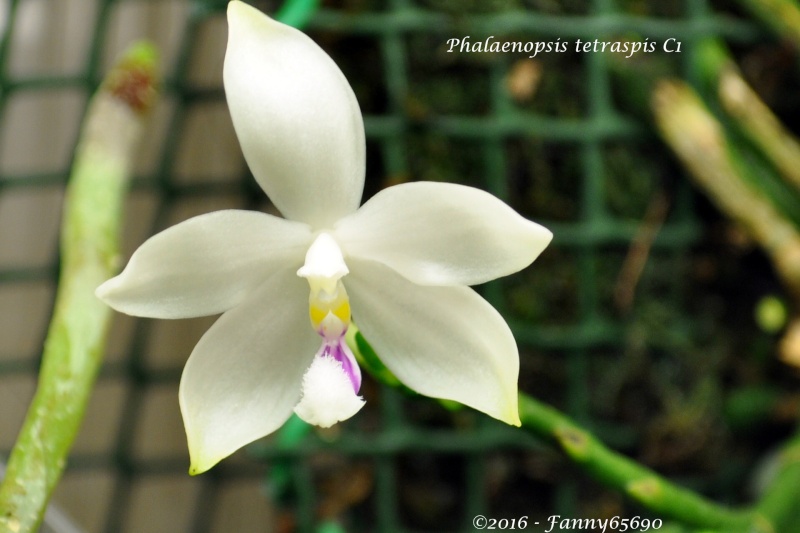 Phalaenopsis tetraspis C#1 Csc_0028