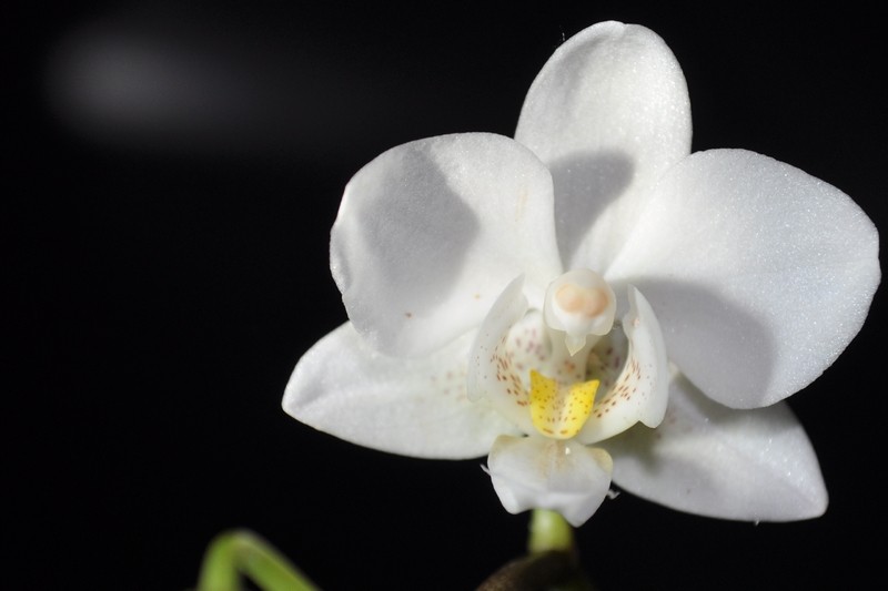 Phalaenopsis hybride blanc Csc_0030
