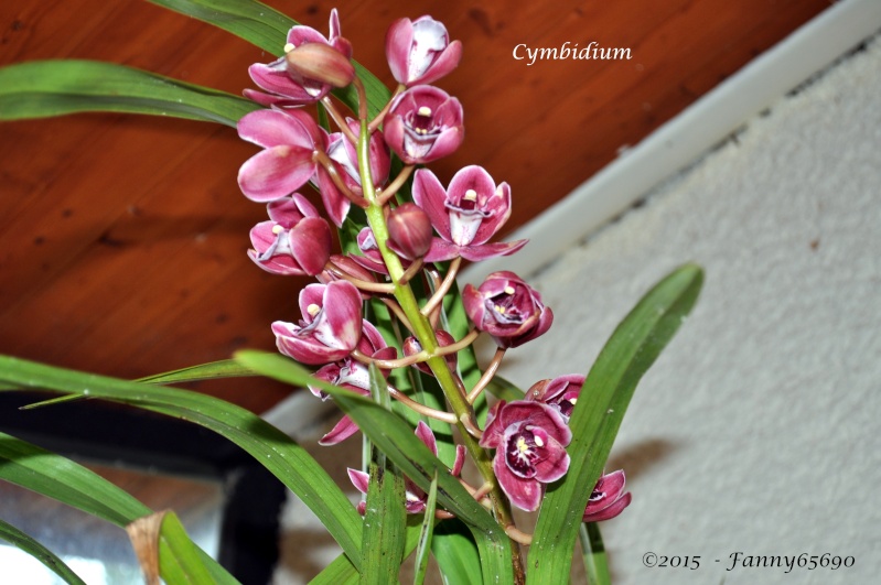 Cymbidium hybride rouge Dsc_0026