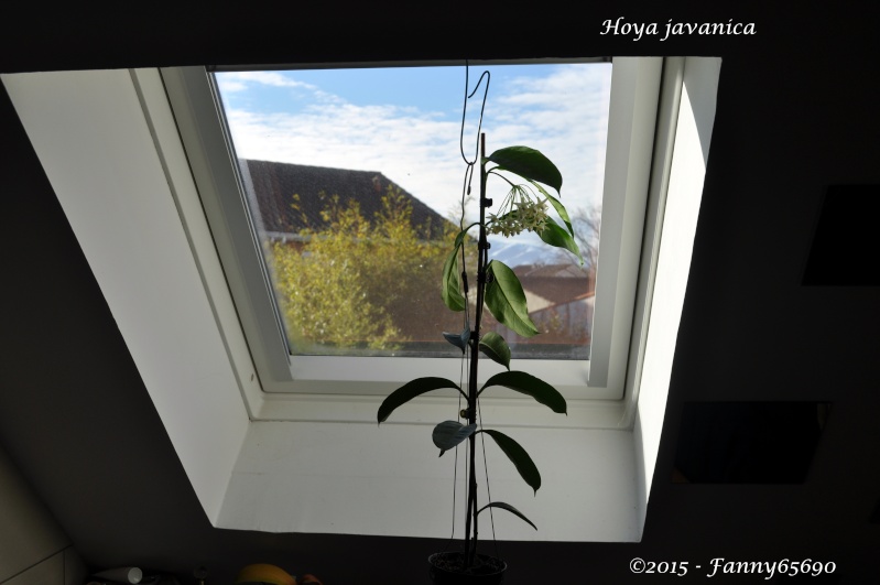 Hoya javanica Dsc_0028
