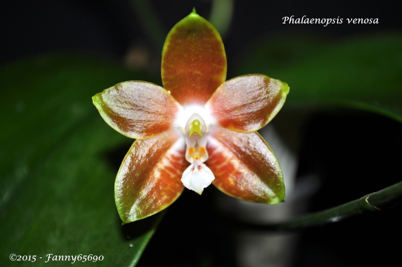 Phalaenopsis venosa Dsc_0048