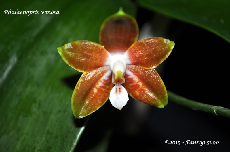 Phalaenopsis venosa Dsc_0049