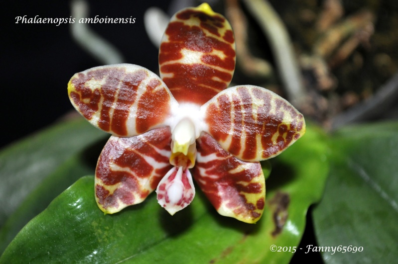 Phalaenopsis amboinensis Dsc_0051