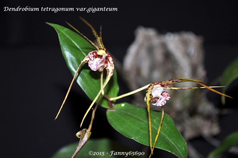 Dendrobium tetragonum var.giganteum Dsc_0055