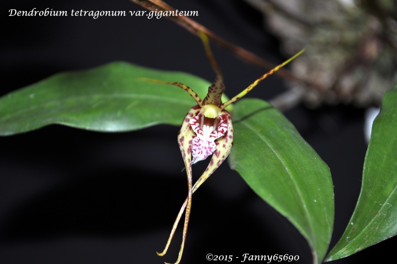 Dendrobium tetragonum var.giganteum Dsc_0056