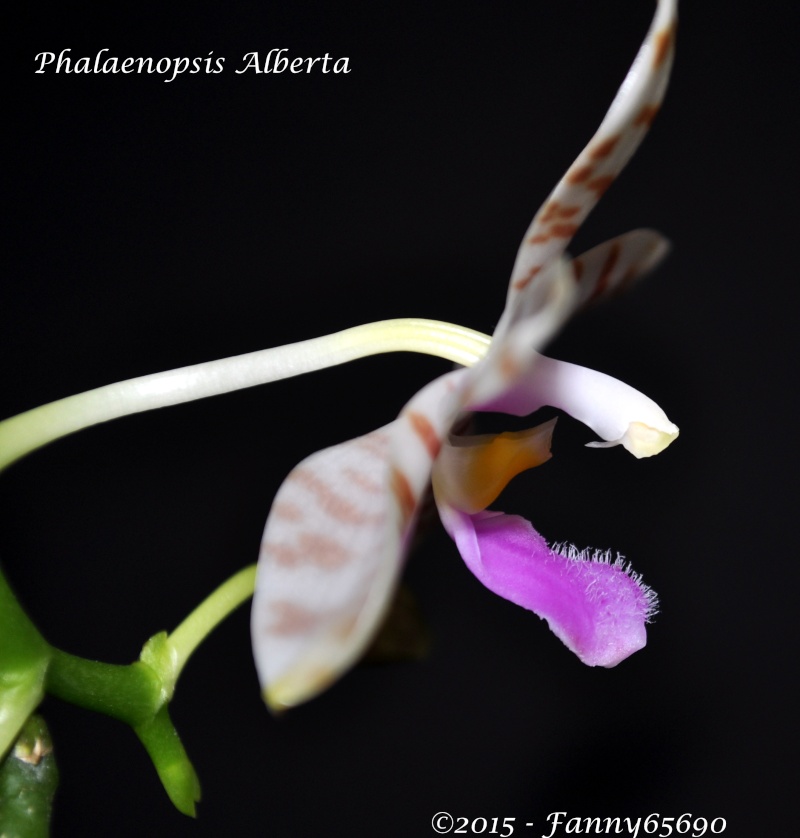 Phalaenopsis Alberla (tetraspis x pulchra f. alba) Dsc_0070