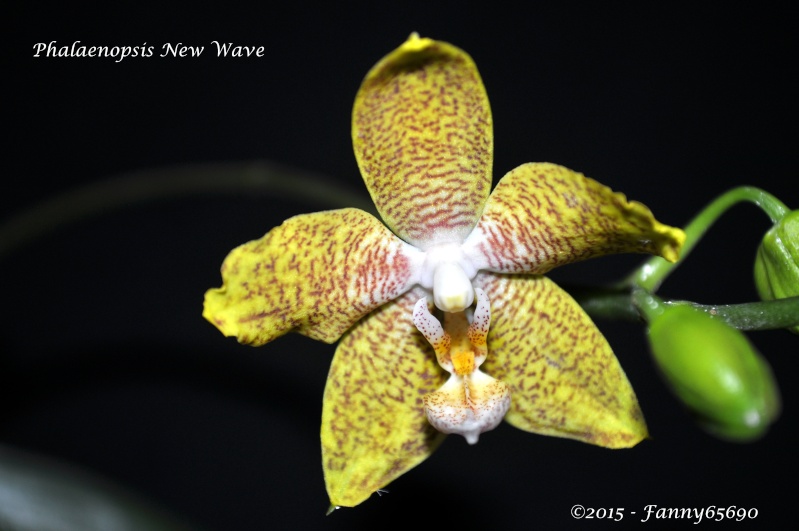 Phalaenopsis New Wave Dsc_0072