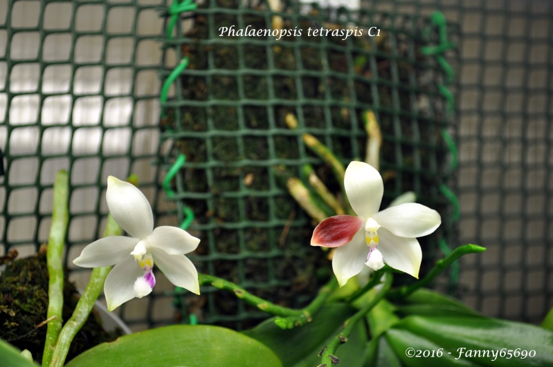 Phalaenopsis tetraspis 'C#1' Dsc_0073