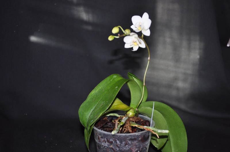 Phalaenopsis hybride blanc Dsc_0074